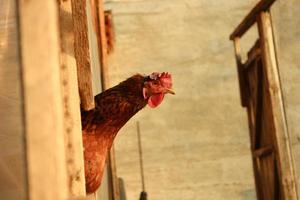 frango em uma fazenda foto