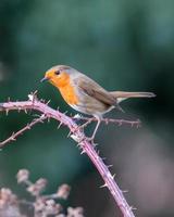 robin em um galho de amora foto