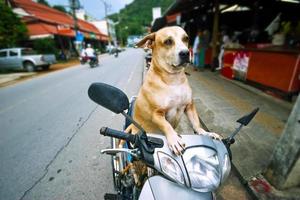 motorista de cachorro foto