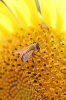 abeille butine un tournesol foto