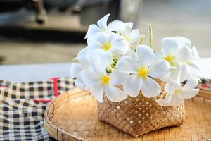 flor tropical de frangipani branco, flor de plumeria na trilha foto