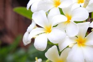 fragipani branco foto