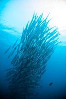 cavala barracuda kingfish mergulhador blue scuba diving bunaken oceano indonésio