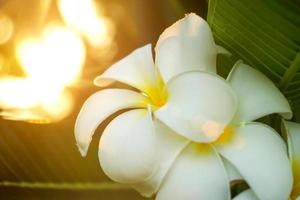 flor de frangipani pela manhã.
