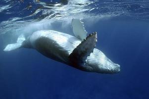 baleia jubarte foto