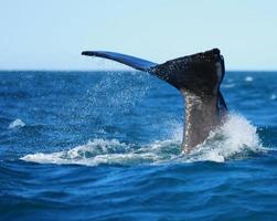 baleia de mergulho foto