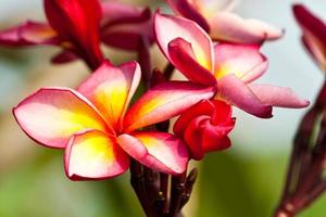 flores de frangipani, plumeria foto