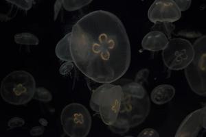 medusa isolada no preto foto