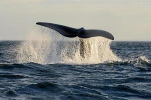 baleia franca foto