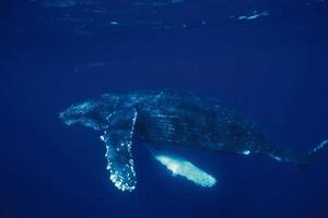 baleia jubarte, megaptera novaeangliae foto