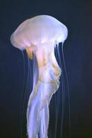 grupo de medusas