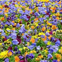 flores ou amores-perfeitos multicoloridos fecham como plano de fundo ou cartão foto