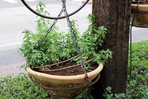 vaso de flores com plantas verdes no parque da cidade. foto