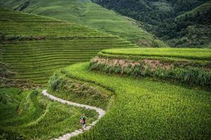 terraços de arroz longji foto