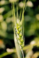 colheita de trigo jovem em um campo