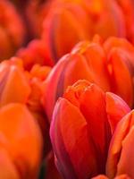 close-up de tulipas laranja foto