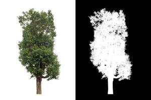 árvore isolada no fundo branco com traçado de recorte e canal alfa foto
