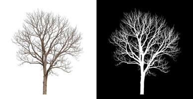 árvore morta com traçado de recorte e canal alfa em fundo preto foto