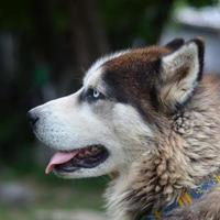 malamute ártico com retrato de focinho de olhos azuis close-up. este é um tipo nativo de cachorro bastante grande foto