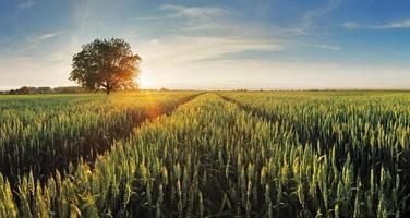 campo de trigo ao pôr do sol foto
