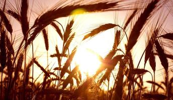 campo de trigo no nascer do sol de um dia ensolarado foto
