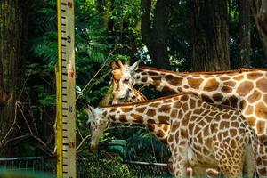 esta é uma foto das girafas no zoológico de ragunan.