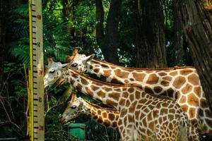 esta é uma foto das girafas no zoológico de ragunan.