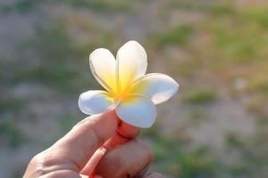 mão segurando a flor de plumeria com fundo de natureza turva foto