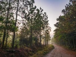 trilha natural da manhã no parque nacional de montanha phu kradueng na cidade de loei thailand.phu parque nacional de montanha kradueng o famoso destino de viagem foto