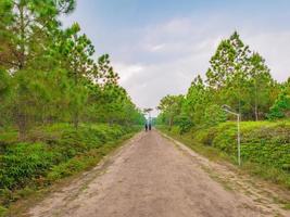 trilha natural da manhã no parque nacional de montanha phu kradueng na cidade de loei thailand.phu parque nacional de montanha kradueng o famoso destino de viagem foto