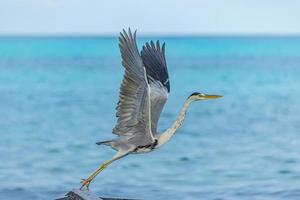 grande garça azul voa com as asas largas nas maldivas. beira-mar, fundo de vida selvagem marinha da costa. pássaro, animal em habitat natural na costa tropical voando. foto