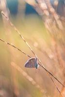 campo de prado natureza luz do sol com borboleta como pano de fundo outono. fundo de prado lindo outono seco. incrível inspirar closeup da natureza. sonho fantasia majestosa folhagem natural, tranquilo blur bokeh foto