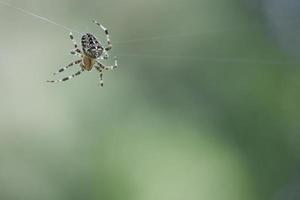 aranha cruzada rastejando em um fio de aranha. susto do dia das bruxas. fundo desfocado. foto