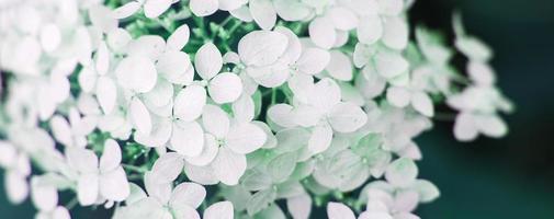 flor de hortênsia branca com espaço de cópia em um fundo de folhas verdes no jardim foto