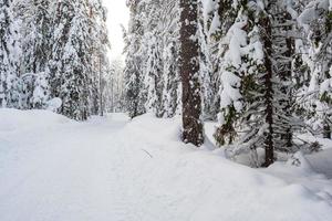 estrada limpa de neve passa por uma bela floresta nevada. maravilhosa paisagem de inverno. foto