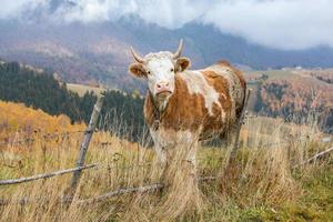 uma vaca linda e feliz pastando em um planalto nas montanhas dos cárpatos na romênia. vaca ao ar livre na planície. foto