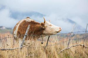 uma vaca linda e feliz pastando em um planalto nas montanhas dos cárpatos na romênia. vaca ao ar livre na planície. foto