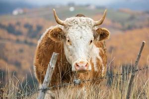 uma vaca linda e feliz pastando em um planalto nas montanhas dos cárpatos na romênia. vaca ao ar livre na planície. foto