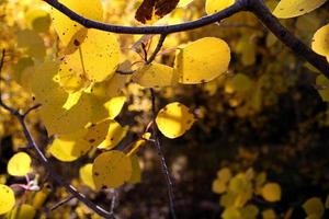 folhas de álamo dourado nas montanhas rochosas do colorado foto