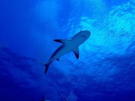 silhueta de tubarão foto