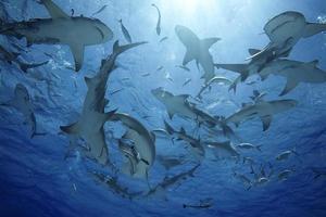 nã © gaprion brevirostris / grupo de tubarão-limão foto