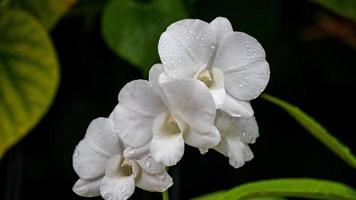 gotas de chuva na flor da orquídea