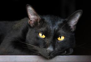 retrato de gato preto na mesa com fundo preto foto