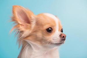 o cão da raça chihuahua é branco com cor vermelha. mini cachorro em um fundo azul. foto