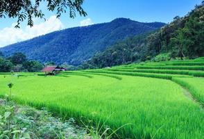 paisagem do campo de arroz em socalcos verdejante