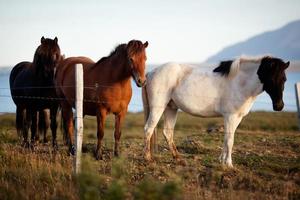 raça de cavalos islandesa, península de Snaefellsness, Islândia foto