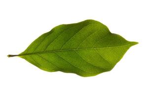 folha verde em fundo branco foto