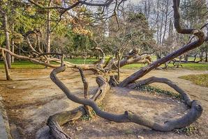 velha árvore torta no parque varna, bulgária foto