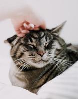 pessoa acariciando um gato malhado prateado foto
