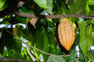 frutas frescas de cacau orgânico na árvore de cacau no jardim natural foto